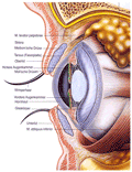 Das menschliche Auge: 'ein unglaublich wunderbares Organ'